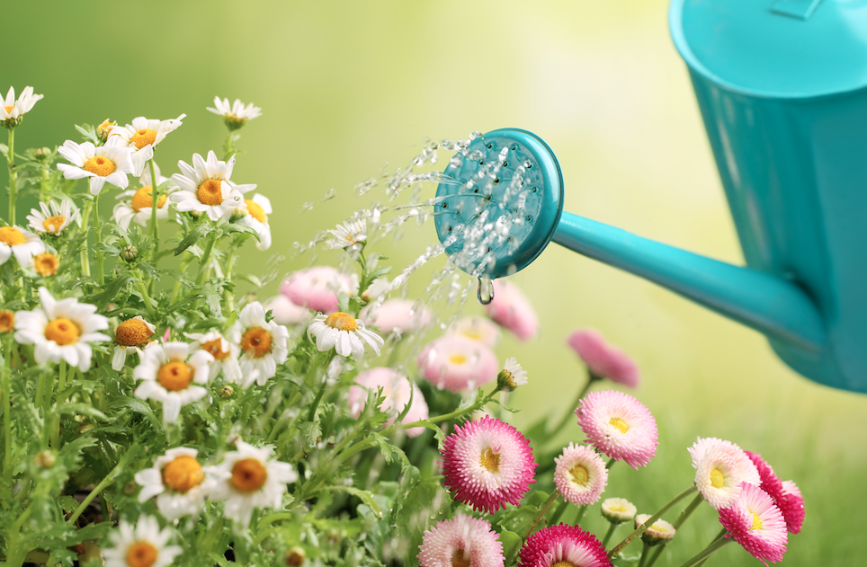 Best Time to Water Plants Blue Marble Landscape